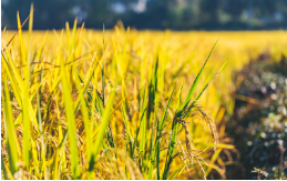聚焦食品安全丨國抽視角之食用農產品篇